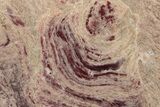 Polished Domal Stromatolite Slab - Billion Years Old #221459-1